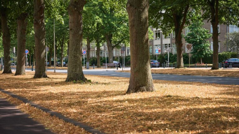 ☀️ Droogtemaatregelen in Den Haag: wat betekent dit voor het Zeeheldenkwartier?