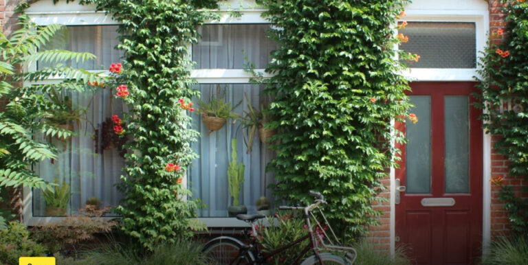 Kortingsactie voor Klimplanten en Heggen